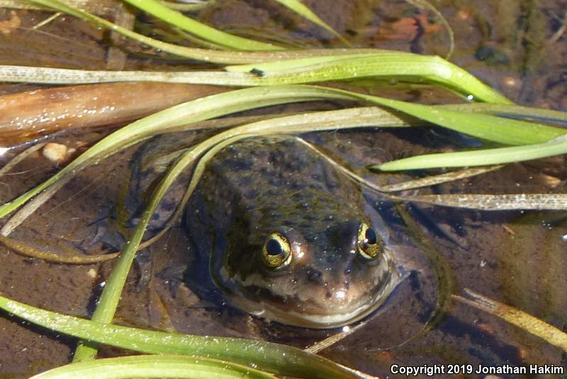 Oregon Spotted Frog (Rana pretiosa)