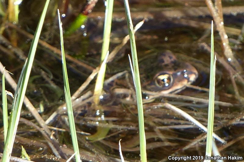 Oregon Spotted Frog (Rana pretiosa)