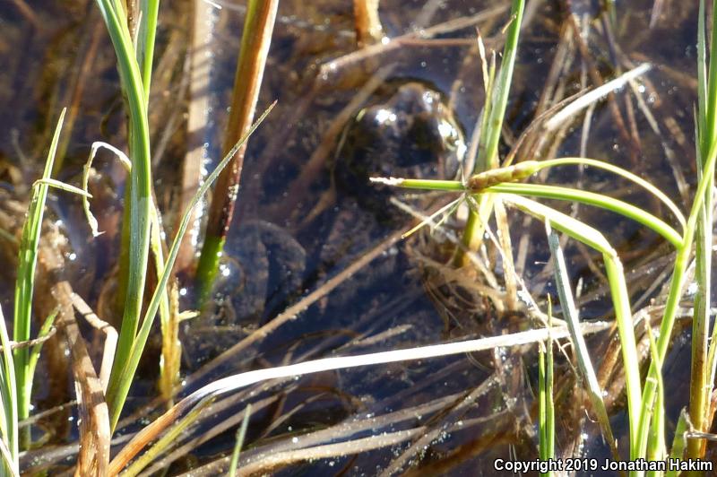 Oregon Spotted Frog (Rana pretiosa)