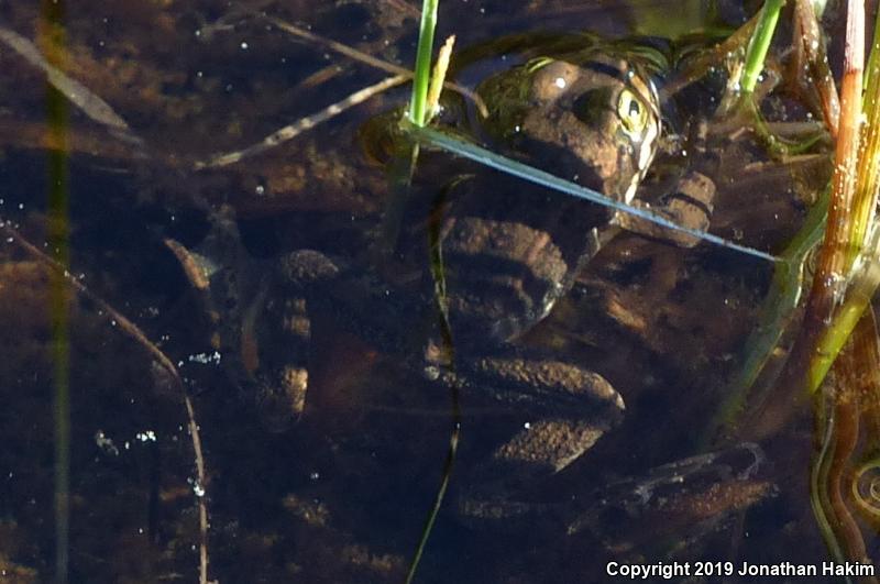 Oregon Spotted Frog (Rana pretiosa)