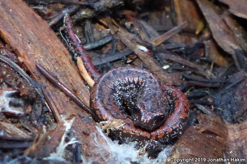 Oregon Slender Salamander (Batrachoseps wrightorum)