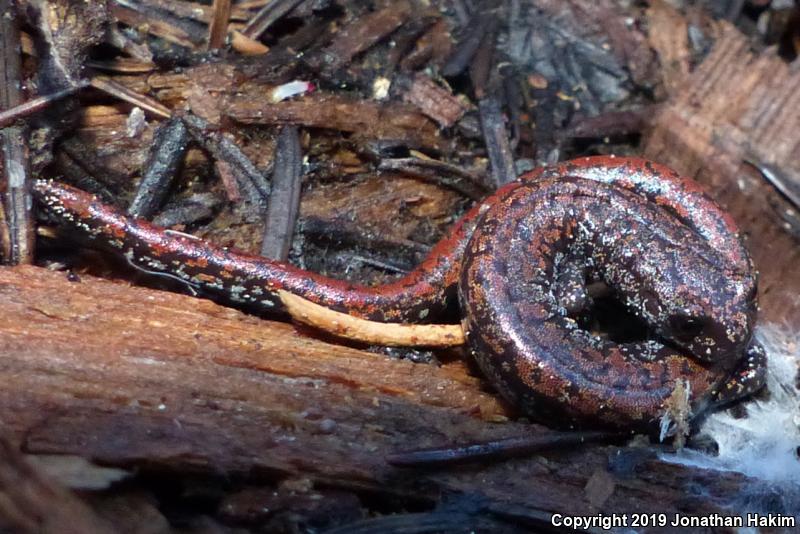 Oregon Slender Salamander (Batrachoseps wrightorum)