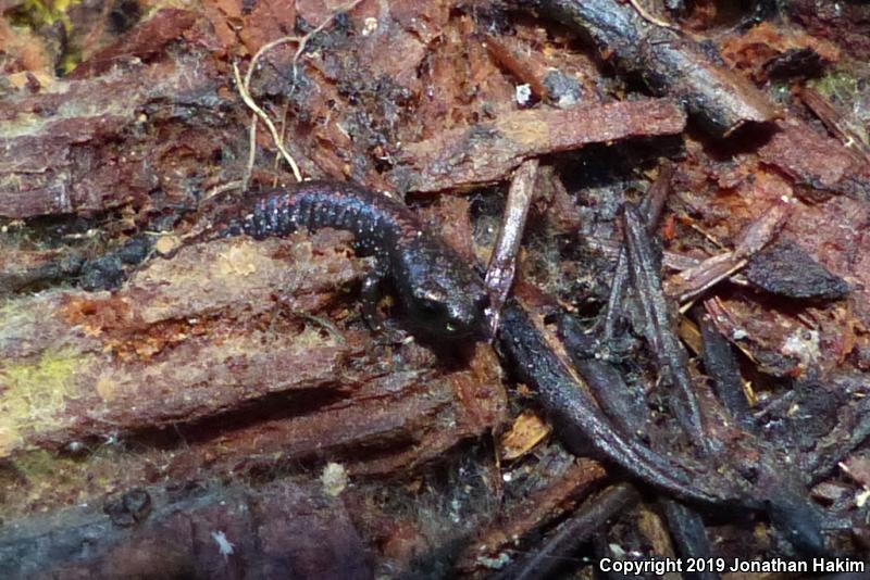 Oregon Slender Salamander (Batrachoseps wrightorum)