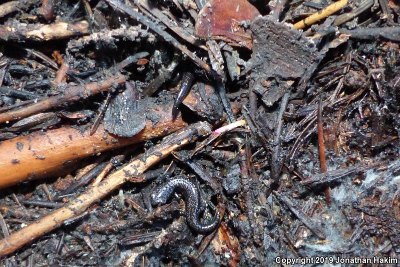 Oregon Slender Salamander (Batrachoseps wrightorum)