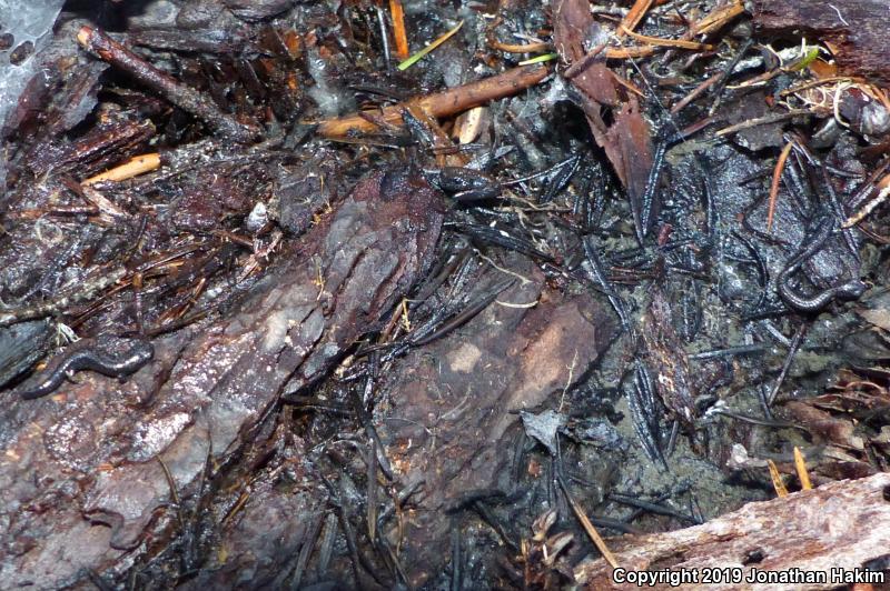 Oregon Slender Salamander (Batrachoseps wrightorum)