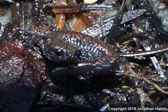 Oregon Slender Salamander (Batrachoseps wrightorum)