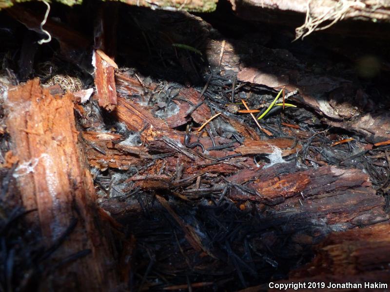 Oregon Slender Salamander (Batrachoseps wrightorum)