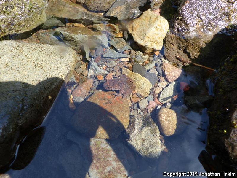 Western Tailed Frog (Ascaphus truei)