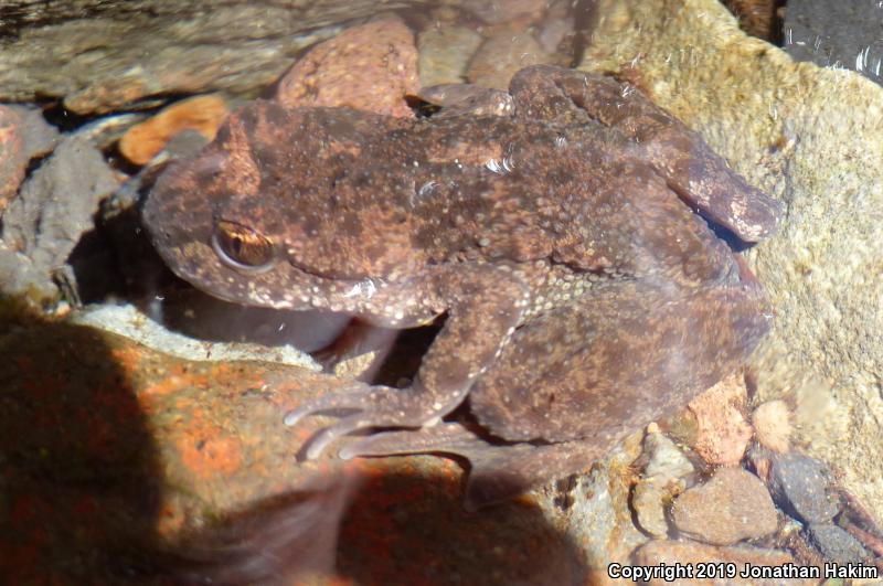 Western Tailed Frog (Ascaphus truei)