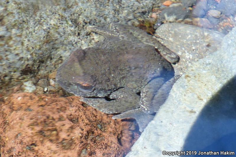 Western Tailed Frog (Ascaphus truei)