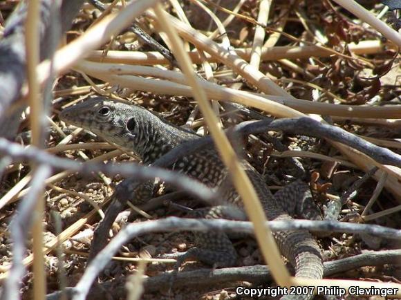 Great Basin Whiptail (Aspidoscelis tigris tigris)