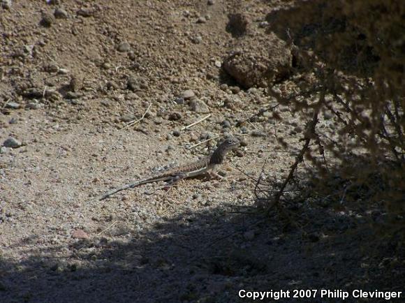 Western Zebra-tailed Lizard (Callisaurus draconoides rhodostictus)