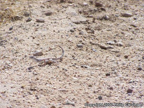 Western Zebra-tailed Lizard (Callisaurus draconoides rhodostictus)