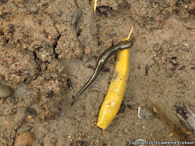 Santa Cruz Black Salamander (Aneides flavipunctatus niger)