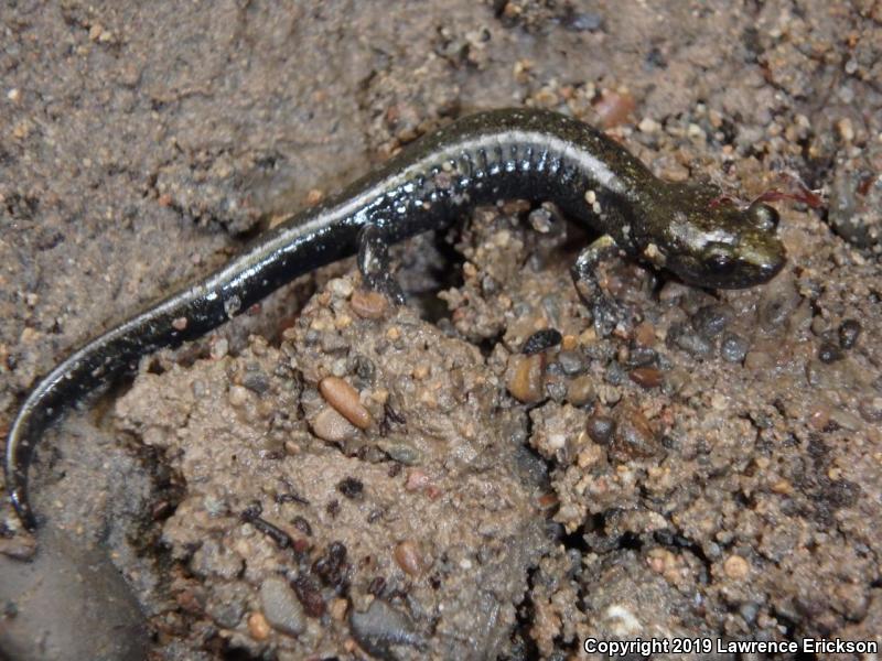 Santa Cruz Black Salamander (Aneides flavipunctatus niger)