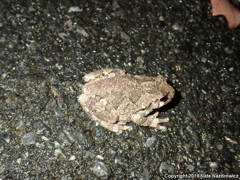 Gray Treefrog (Hyla versicolor)