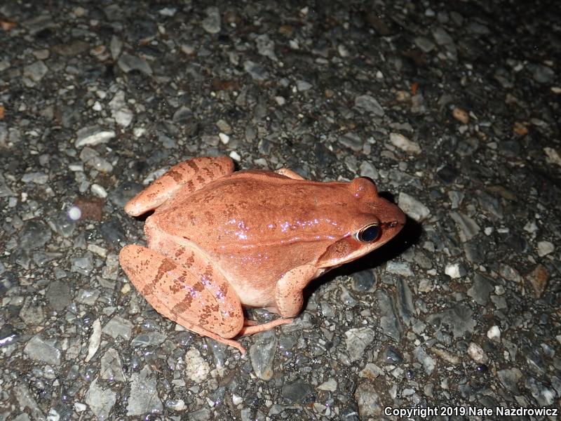 Wood Frog (Lithobates sylvaticus)