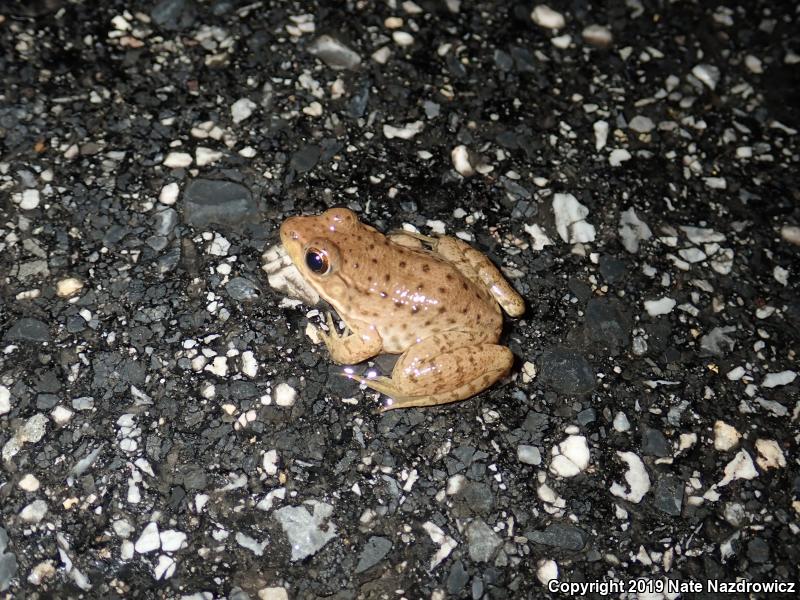 Green Frog (Lithobates clamitans)