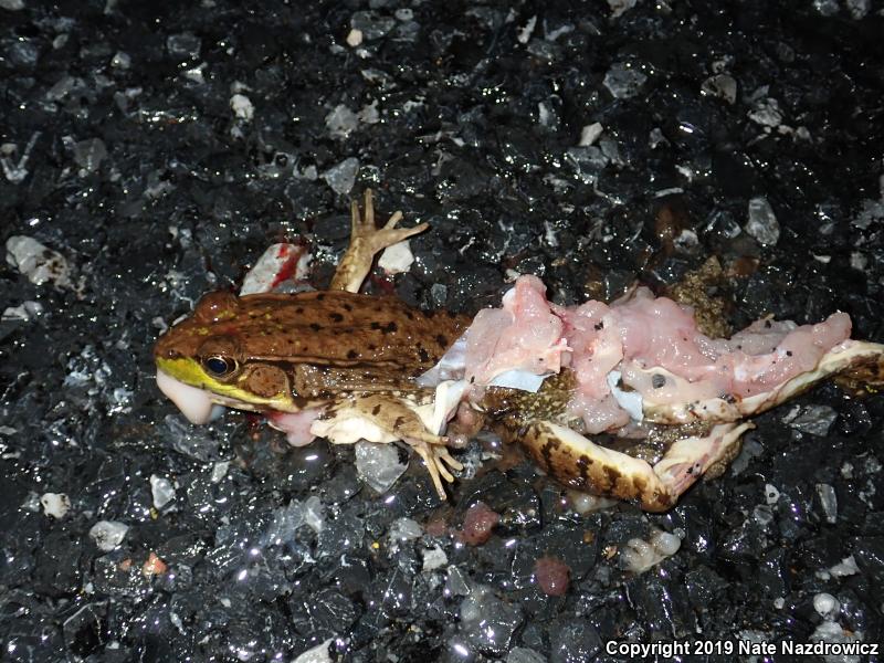 Green Frog (Lithobates clamitans)