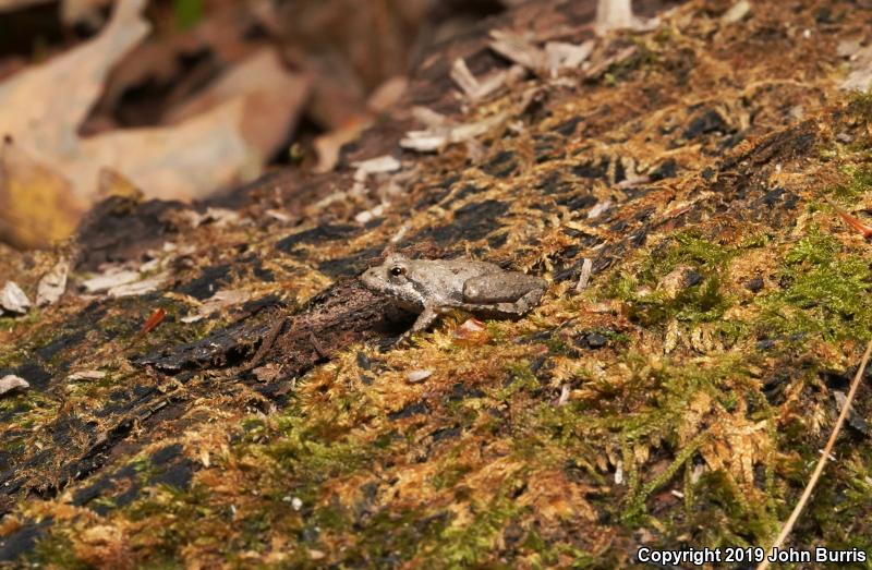 Eastern Cricket Frog (Acris crepitans crepitans)