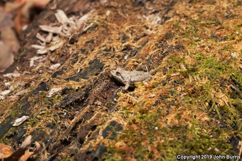 Eastern Cricket Frog (Acris crepitans crepitans)