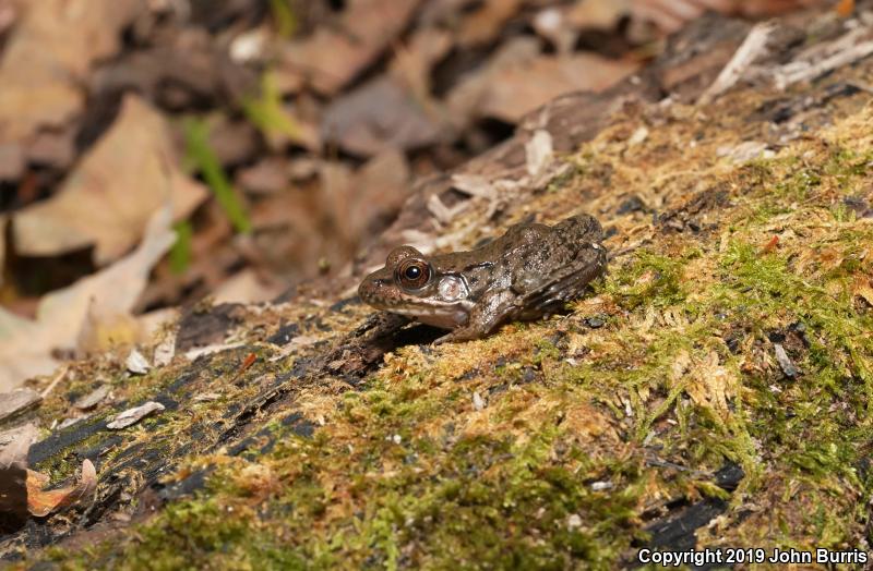 Northern Green Frog (Lithobates clamitans melanota)