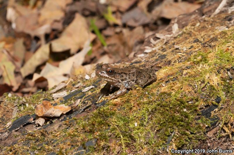 Northern Green Frog (Lithobates clamitans melanota)