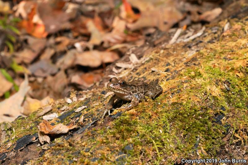 Northern Green Frog (Lithobates clamitans melanota)