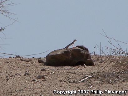 Western Zebra-tailed Lizard (Callisaurus draconoides rhodostictus)