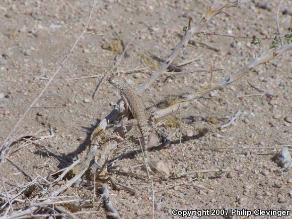 Western Zebra-tailed Lizard (Callisaurus draconoides rhodostictus)