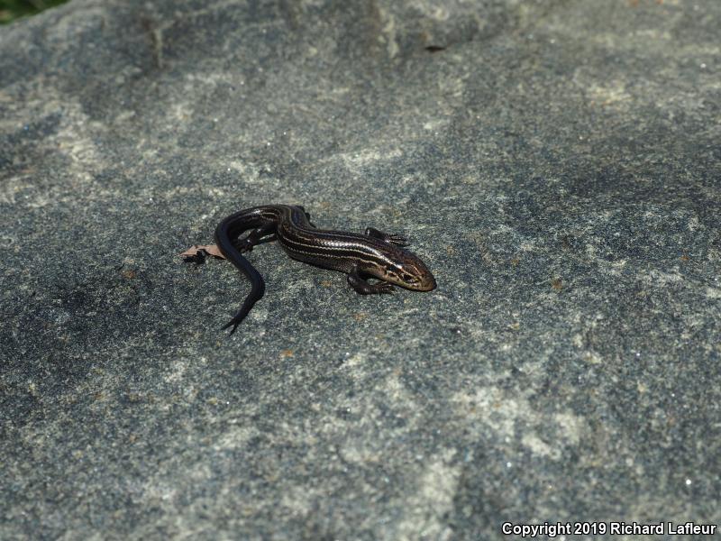 Northern Prairie Skink (Plestiodon septentrionalis)