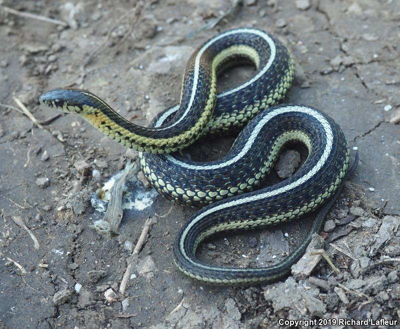 Butler's Gartersnake (Thamnophis butleri)