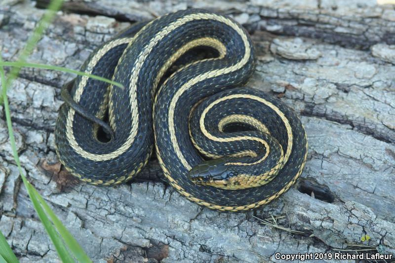 Butler's Gartersnake (Thamnophis butleri)