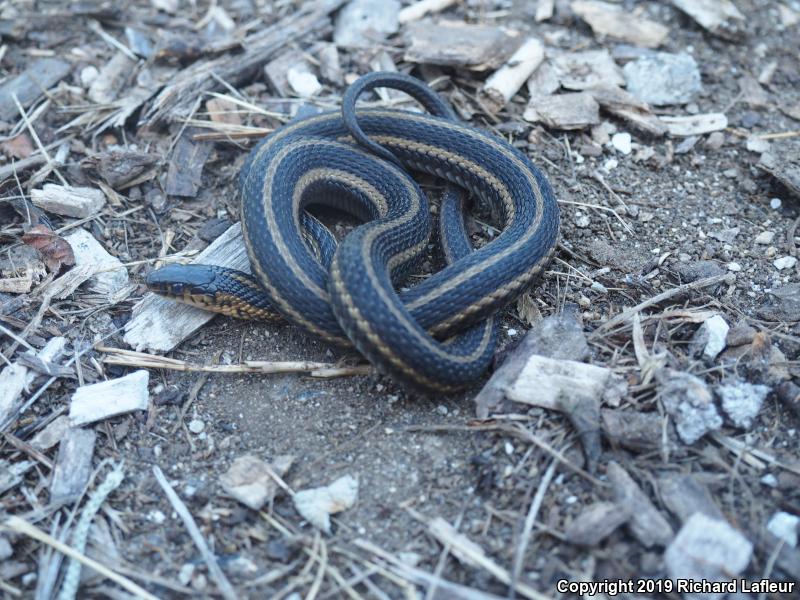 Butler's Gartersnake (Thamnophis butleri)