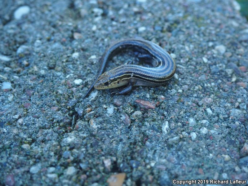 Northern Prairie Skink (Plestiodon septentrionalis)