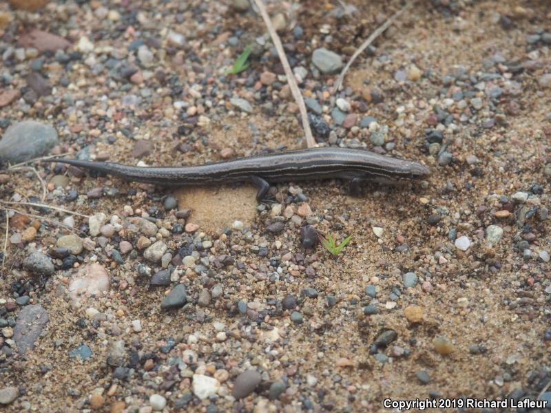 Northern Prairie Skink (Plestiodon septentrionalis)