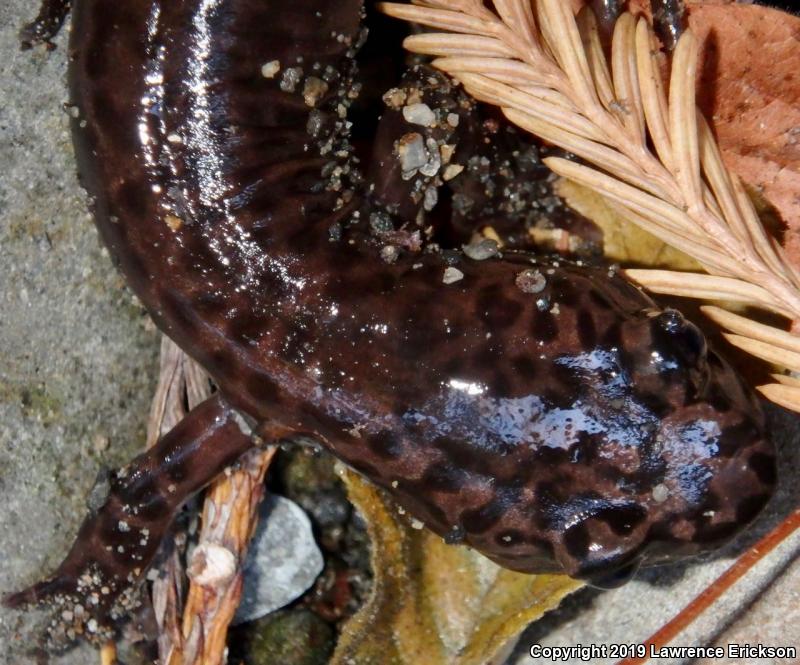 California Giant Salamander (Dicamptodon ensatus)