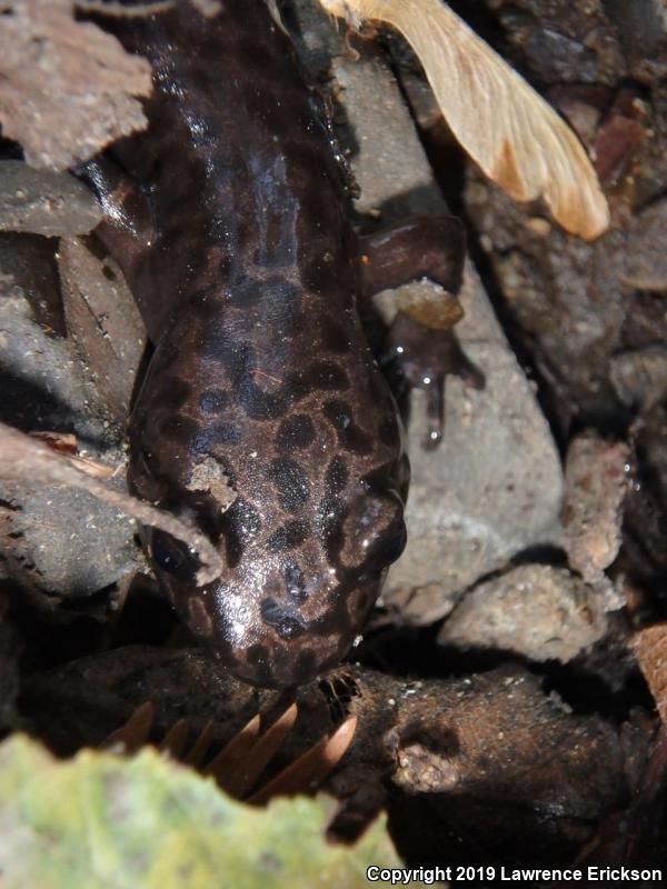 California Giant Salamander (Dicamptodon ensatus)