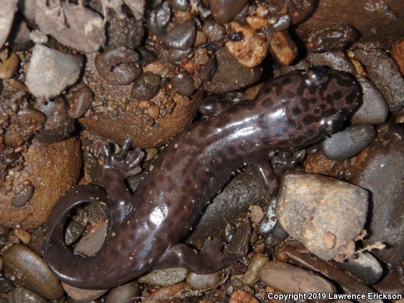 California Giant Salamander (Dicamptodon ensatus)