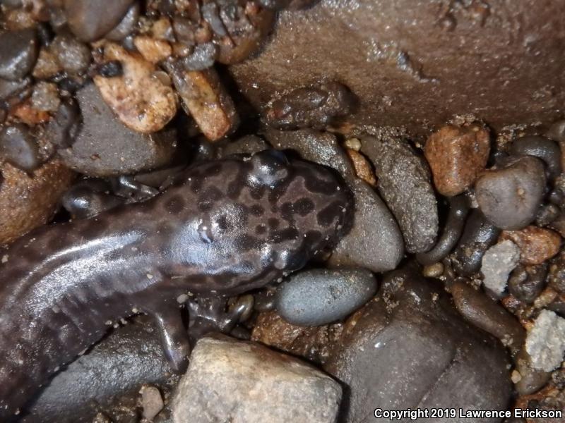 California Giant Salamander (Dicamptodon ensatus)