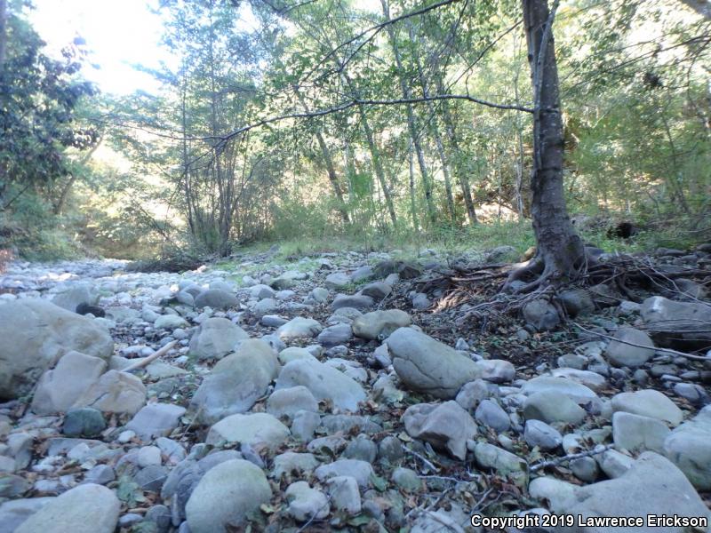 California Giant Salamander (Dicamptodon ensatus)