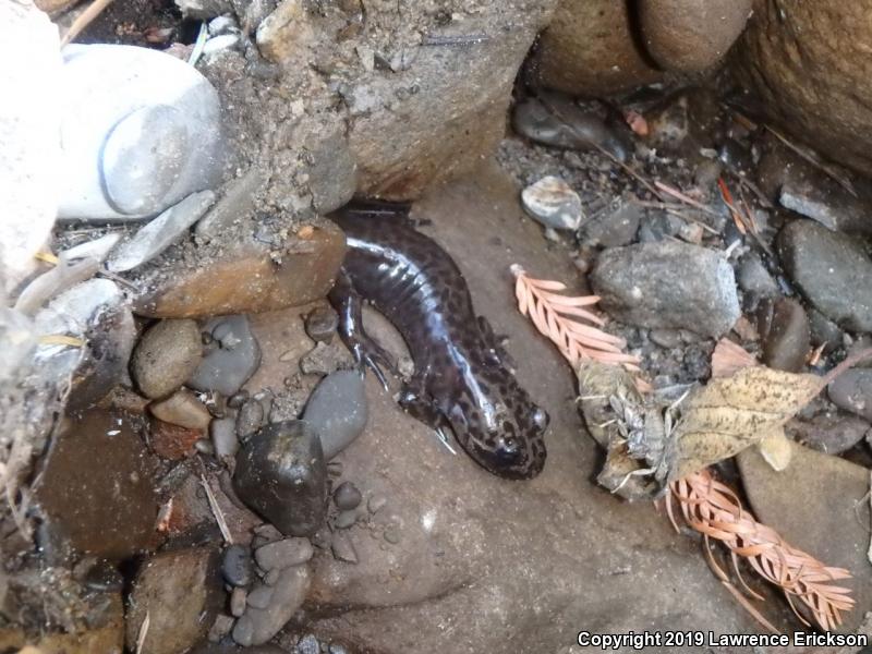 California Giant Salamander (Dicamptodon ensatus)