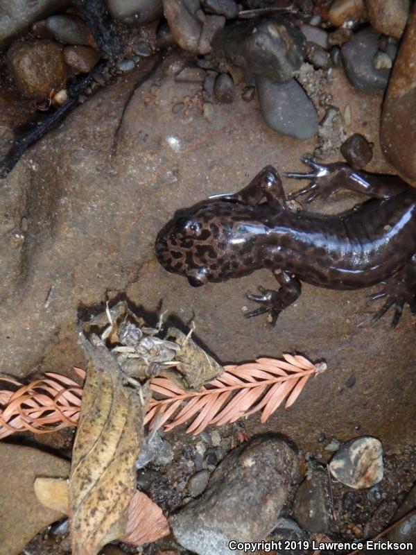 California Giant Salamander (Dicamptodon ensatus)