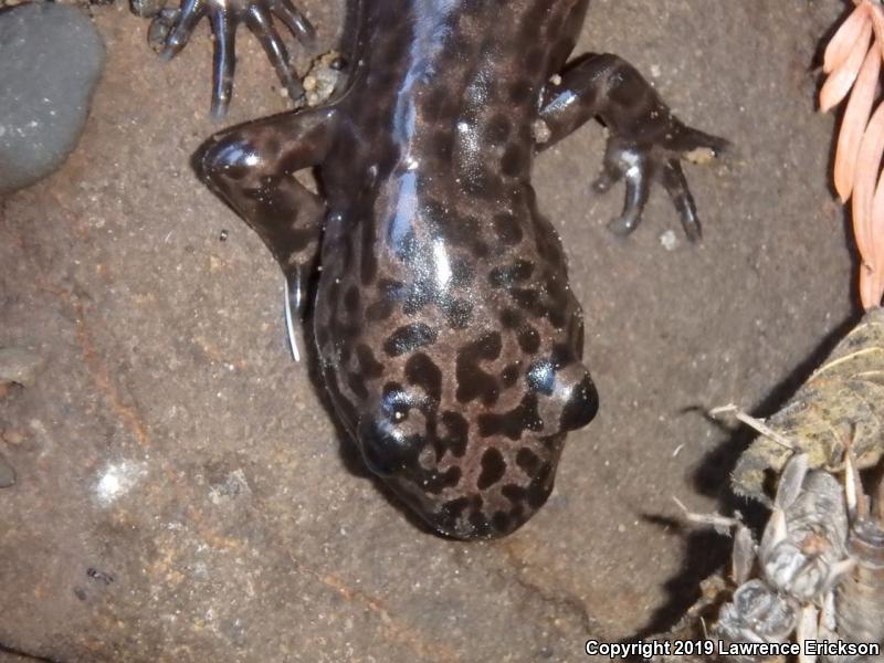 California Giant Salamander (Dicamptodon ensatus)