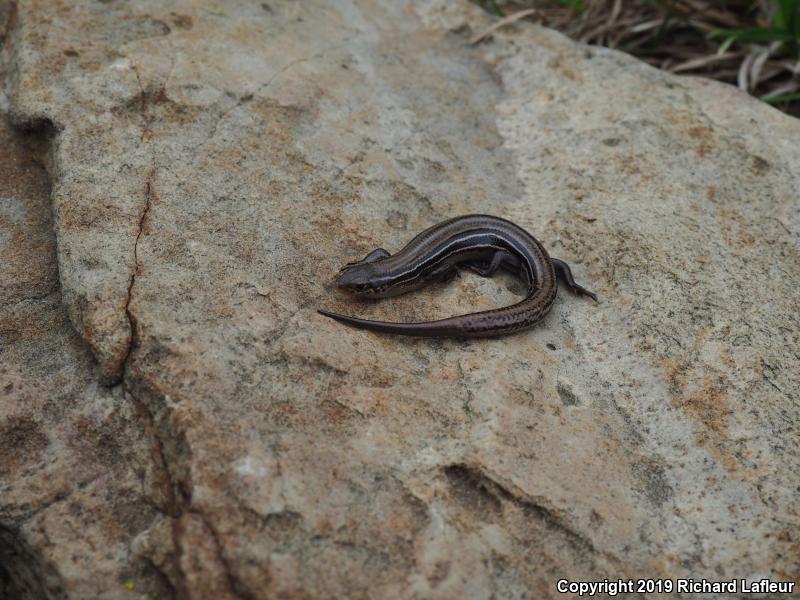 Northern Prairie Skink (Plestiodon septentrionalis)