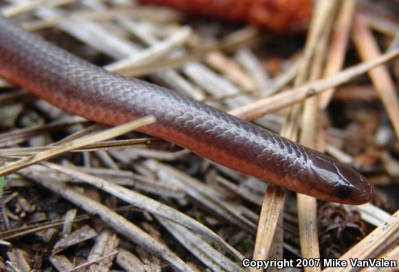 Eastern Wormsnake (Carphophis amoenus amoenus)