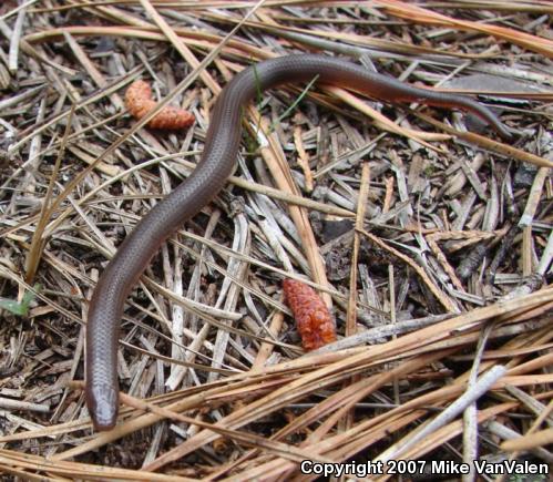 Eastern Wormsnake (Carphophis amoenus amoenus)