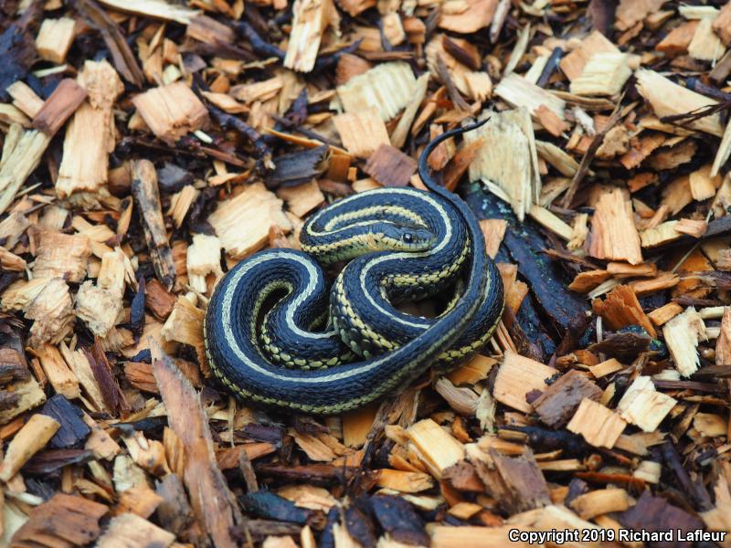 Butler's Gartersnake (Thamnophis butleri)