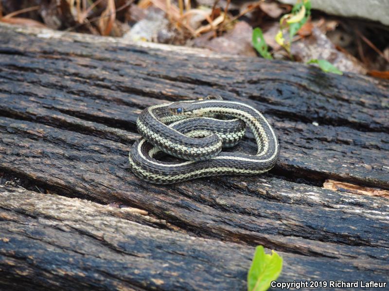 Butler's Gartersnake (Thamnophis butleri)