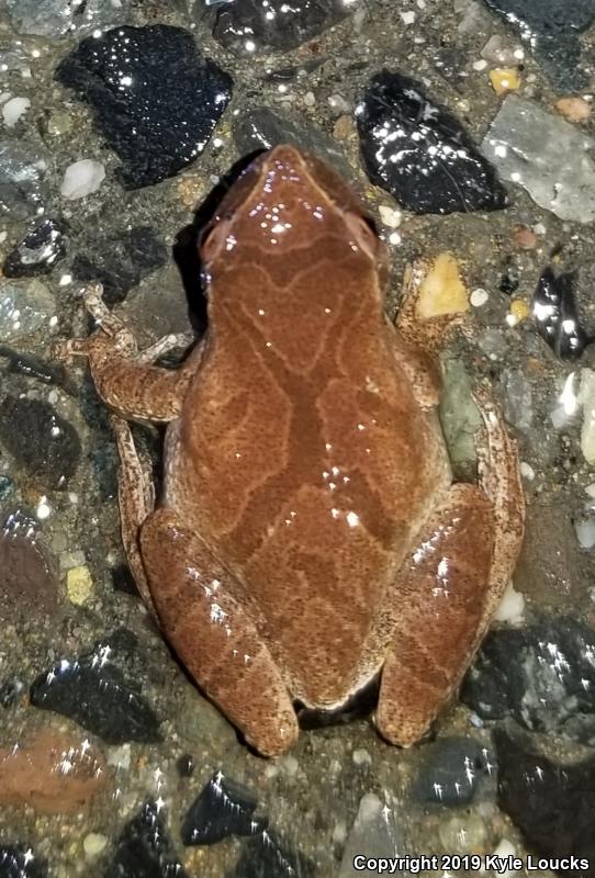 Spring Peeper (Pseudacris crucifer)